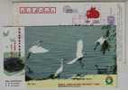 Ciconiiformes Ardeidae Egretta Garzetta,Egret Bird Inhabit,CN09 Lishui City Loving Heart Help Schooling Pre-stamped Card - Storks & Long-legged Wading Birds