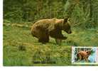 Romania / Maxi Card / Bear - Bären