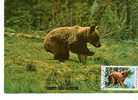 Romania / Maxi Card / Bear - Ours