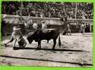 30 NIMES : Courses De Taureaux Aux Arènes Romaines Le Mise à Mort N°503 - Corridas