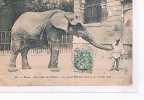 ELEPHANT - Au Jardin Des Plantes à PARIS - Le Grand éléphant Said Et Son Cornac Neff - Éléphants