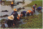 AK THAILAND THAI-FARMERS FLOODED-FARMS  OLD  POSTCARD - Thaïlande