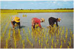 AK THAILAND THAI FARMERS TRANSPLANT RICE   OLD  POSTCARD - Thaïlande