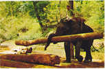 AK THAILAND ELEPHANT AT WORK IN TEAK-FORESTS AT CHIENGMAI NORTH THAILAND   OLD  POSTCARD - Thaïlande