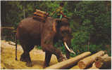 AK THAILAND ELEPHANT JUNGLE  CHIANG MAI NORTH THAILAND   OLD  POSTCARD - Thaïlande