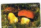 ANDORRA - STA - 1996  FUNGHI: CEPS   - USATA  -  RIF. 3860 - Alimentation