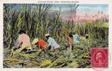 HAWAIIAN ISLANDS : CUTTING SUGAR CANE - ANNÉE: ENV. 1930 - T.C.V. (f-815) - Andere & Zonder Classificatie