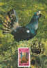 "Tetrao Urogallus", Cock, Rooster , Grouse,1995 Maxicard,carte Maximum Obliteration Concordante Romania. . - Galline & Gallinaceo