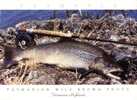 (800) Animal  - Fish - Trout - Fische Und Schaltiere