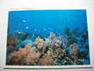 Fish Pesci Egitto  Barriera Corallina - Poissons Et Crustacés