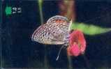 # OMAN A1 Butterfly - Grass Jewel 1,5 Gpt -papillon,butterfly-   Tres Bon Etat - Oman