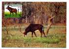 ANIMAL / ANTILOPE  / CARTE MAXIMUM / ANGOLA / GIBIER  CHASSE - Gibier