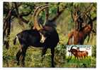 ANIMAL / ANTILOPE  / CARTE MAXIMUM / ANGOLA / GIBIER  CHASSE - Gibier