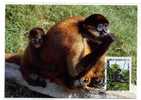 ANIMAL / SINGE / MONCKEY / CARTE MAXIMUM / HONDURAS - Affen