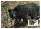ANIMAL / OURS  BEAR  / CARTE MAXIMUM / PAKISTAN - Bears