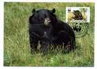 ANIMAL / OURS  BEAR  / CARTE MAXIMUM / PAKISTAN - Bears