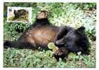 ANIMAL / OURS  BEAR  / CARTE MAXIMUM / PAKISTAN - Bears