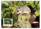 ANIMAL / RONGEUR / LOIR GRIS / DORMOUSE   / CARTE MAXIMUM / - Rongeurs