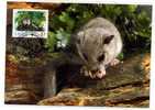 ANIMAL / RONGEUR / LOIR GRIS / DORMOUSE   / CARTE MAXIMUM / - Rongeurs