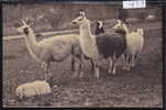 Geneveys Sur Coffrane ; Parc D'acclimatation Propriété De Camille Droz : Troupeau De Lamas (2643) - Coffrane