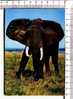 ELEPHANT -  Faune Africaine - - Elefanten