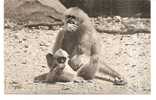 * GIBBON Et SON PETIT * Au PARC ZOOLOGIQUE DU BOIS DE VINCENNES  -  Editeur : Comté National De L´ Enfance à Paris VIIIè - Scimmie