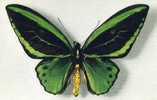 Papillon - Ornithoptera Aruana - Mariposas