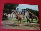 78 Chateau De THOIRY   Girafe Reticulee Et Petit Ne à Thoiry Circulee 1979  Parc Zoologique Zoo  Edit  CIM N°9 Yvelines - Thoiry