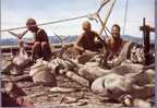 Expédition Kon-Tiki 1947 - A Day's Catch (requins) - Missions