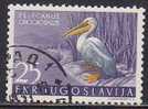 Yugoslavia  1958 Used, Birds, Pelicans, - Pelicans