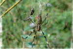 E05-68    @   Spider   , ( Postal Stationery , Articles Postaux ) - Arañas