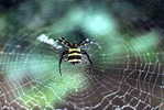 E05-70    @   Spider   , ( Postal Stationery , Articles Postaux ) - Arañas