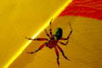 E05-71    @   Spider   , ( Postal Stationery , Articles Postaux ) - Arañas