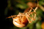 E05-72    @   Spider   , ( Postal Stationery , Articles Postaux ) - Arañas