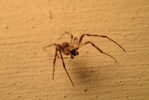 E05-74    @   Spider   , ( Postal Stationery , Articles Postaux ) - Arañas