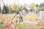 E05-76    @   Spider   , ( Postal Stationery , Articles Postaux ) - Arañas