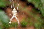 E05-83    @   Spider   , ( Postal Stationery , Articles Postaux ) - Arañas