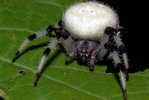E05-97    @   Spider   , ( Postal Stationery , Articles Postaux ) - Arañas