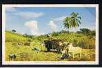 RB 626 -  Jamaica Postcard Reaping Sugar Cane - British West Indies - Jamaica