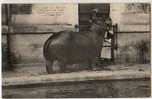 Paris... Jardin Des Plantes ..L'Hippopotame  Tako Qui Dévora Son Gardien Le 17 Juillet 1903 - Parcs, Jardins