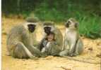 POSTAL DE SUDAFRICA DE UNOS MONOS (MONO-MONKEY) - Singes