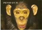 POSTAL DE ESPAÑA DE UN CHIMPANCE (MONO-MONKEY) - Monkeys