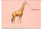 CPM GIRAFE GROS BISOUS Spray.fr - Giraffes