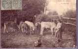 Région - Scenes Du Berry - Le Paturage (vaches, Vaux) - Centre-Val De Loire