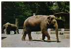 ANIMALS - Elephants, Indischer Elefant, Zoološki Vrt Grada Zagreba - Elephants