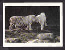 ANIMALS - WHITE BENGAL TIGERS - ( PANTHERA TIGRIS ) BY BIG CATS - NEAL AND MOLLY JANSEN - Tigers