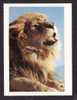 ANIMALS -  LION ( PANTHERA LEO )  BY BIG CATS - PHOTOGRAPH  TOM McHUGH - Leones