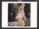 ANIMALS -  SIBERIAN TIGER BABY ( PANTHERA TIGRIS )  BY BIG CATS - PHOTOGRAPH  TONI ANGERMAYER - Tijgers