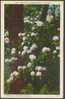 USA Postcard Mountain Rhododendron In Bloom NC North Carolina - Asheville