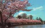 10196    Stati  Uniti    Jefferson Memorial  Early In  April  Annual  Cherry  Blossom  Fastival  NV - Other & Unclassified